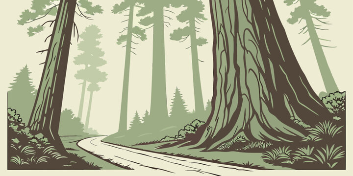Vintage illustration of a winding forest path through tall redwood trees in a serene nature landscape with a nostalgic retro color palette and detailed ink drawing style for outdoor adventure themes
