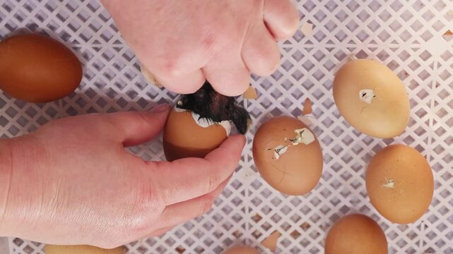 Hands gently help chick break free from its egg in hatchery on farm life.