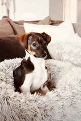 Cute Young Puppy Dog with Brown Ears Sitting Upright in Round Plush Pet Bed