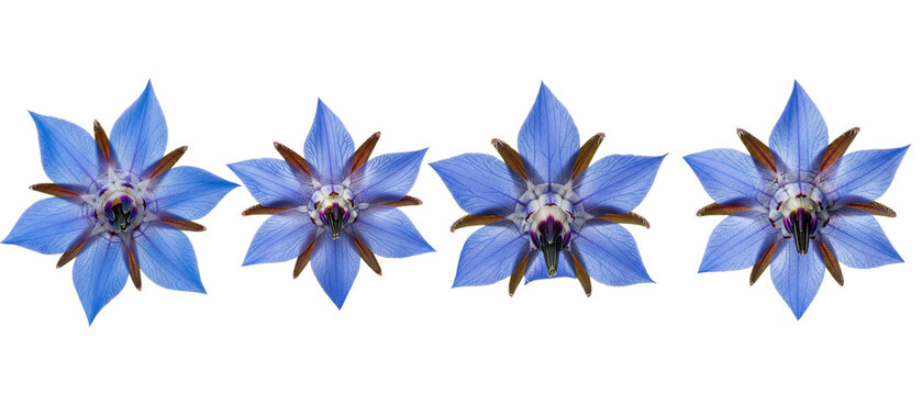 Four vibrant blue borage starflowers arranged in a row isolated on a white background.