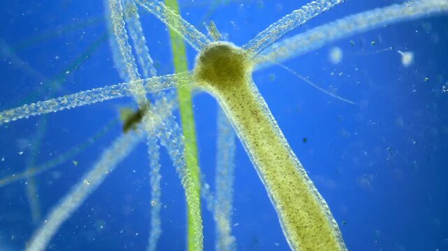 Hydra under the microscope at 40x Magnification