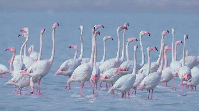 Slow motion video of Flamingoes flock performing the courtship display or mating dance in water. All the brids are facing the same direction. The scene is peaceful and serene.