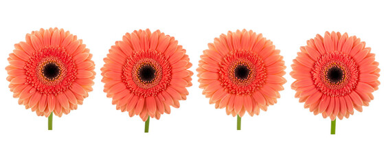 Fototapeta premium Four vibrant orange gerbera daisies arranged in a neat row.