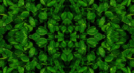 Obraz premium A vibrant green leaf pattern with intricate details and symmetrical arrangement, resembling a kaleidoscope effect, captured from a directly overhead viewpoint, similar to 25402.JPG