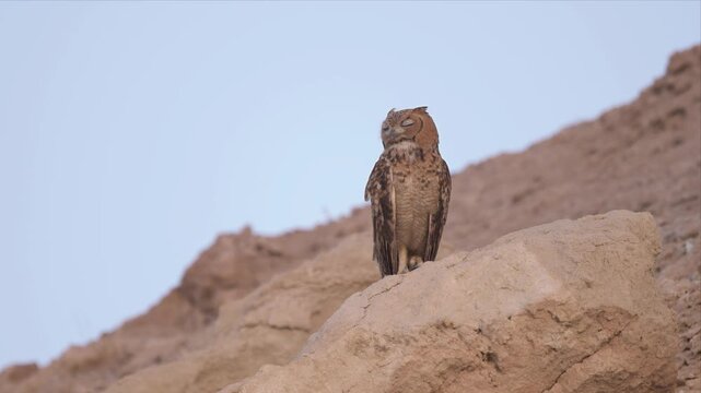 Close up slow motion video of a Pharaoh eagle owl is standing on a rocky desert area and looking at the camera.Slow morning owl video of turning his head.