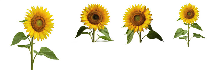 Vibrant Sunflower Botanical Collection Yellow Petals and Green Leaves Floral Set Isolated White Background PNG Cutout Digital Design Asset