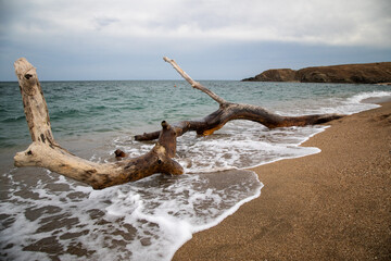 toter baumstamm am strand vom schwarzen meer © hubert