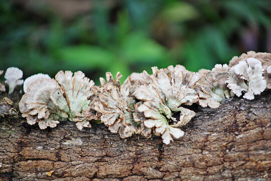 Uncultivated mushrooms, grayish  in color and shaped like floers with petals, growing on a tree trunk in middle forest.