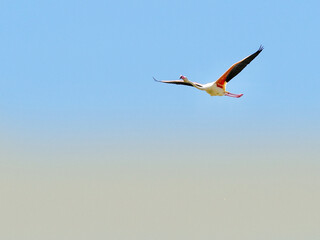 Obraz premium Graceful Flamingo Soaring in the Blue Sky