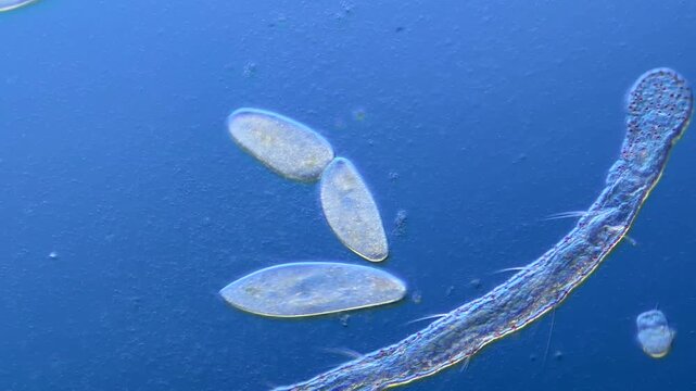 Paramecium cell division under the microscope at 100x Magnification