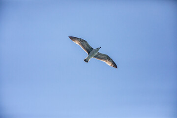 Obraz premium Möwe an einem blauen Himmel