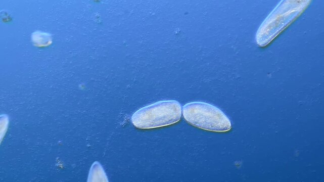 Paramecium cell division under the microscope at 100x Magnification
