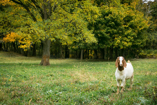 Pittsburg, PA. USA. Lone goat on a farm 