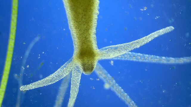 Hydra under the microscope at 40x Magnification