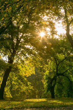 Pittsburg, PA. USA. Fall on the farm, landscape with sun coming through trees. 