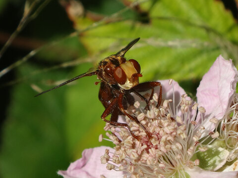 Ferruginous bee-grabber fly (Sicus ferrugineus) sitting on a bramble flower