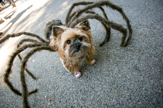 New York City, New York, USA.  Pet Halloween contest at Thompkins Square Park.. Spider Yorkie