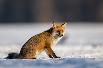 Fototapeta premium Red fox ( Vulpes vulpes ) in winter scenery