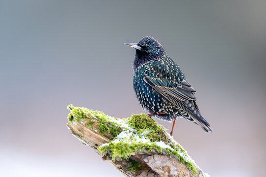 Common starling (Sturnus vulgaris) close up