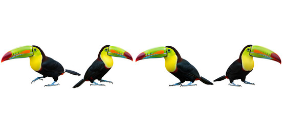 Naklejka premium Set of four colorful Keelbilled Toucans in different poses isolated on a white background.