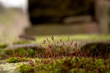 Obraz premium Moss and sporophytes growing on stone surface