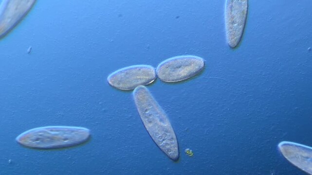 Paramecium cell division under the microscope at 100x Magnification