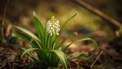 An illustration of Ramsons, or wild garlic, from "In the Wake of Robinson Crusoe