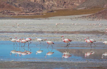 Naklejka premium Flamingo