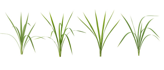 Fototapeta premium Set of four green grass tufts isolated on a clean white background.