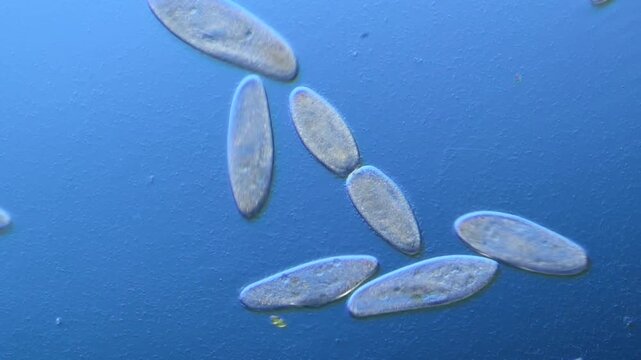 Paramecium cell division under the microscope at 100x Magnification