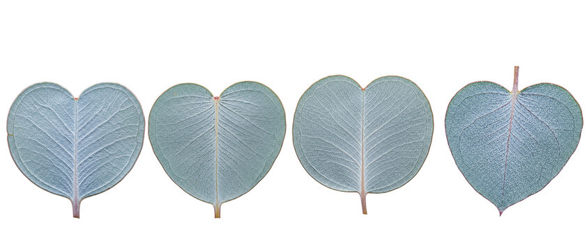 Set of four heartshaped silvergreen eucalyptus leaves isolated on a white background.