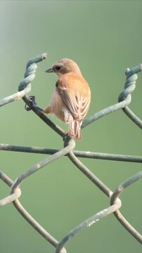 video of Eurasian Penduline Tit bird is perched on a fence.and eating warm insect. The bird is brown and white.