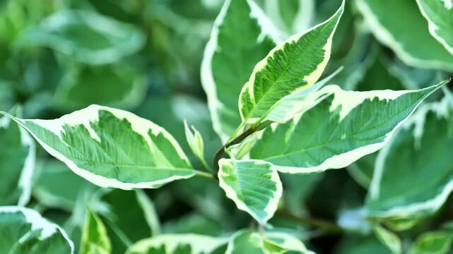 Variegated leaves of a Siberian dogwood shrub featuring green and white foliage