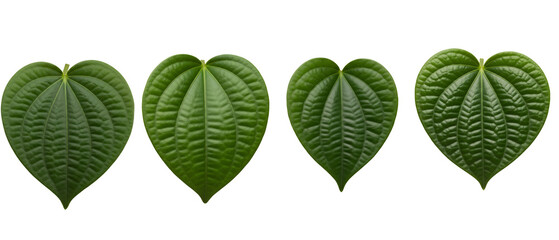 Set of four vibrant green heartshaped Piper sarmentosum leaves isolated on a white background.