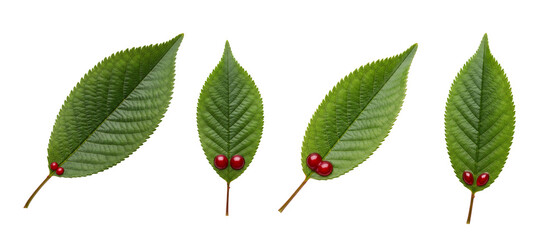Set of four vibrant green leaves with red berries isolated on a white background.