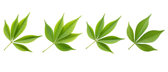 Set of four vibrant green palmate leaves isolated on a white background.