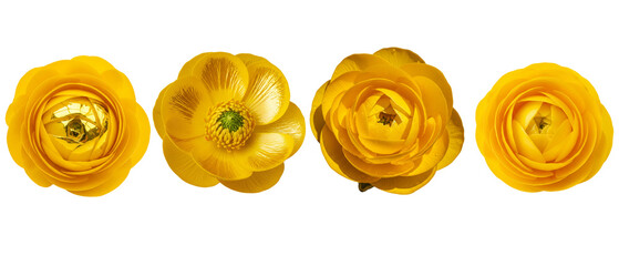 Set of four vibrant yellow ranunculus flowers isolated on a white background.