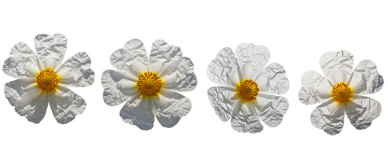 Set of four white flowers with crumpled paper texture petals isolated on a white background.