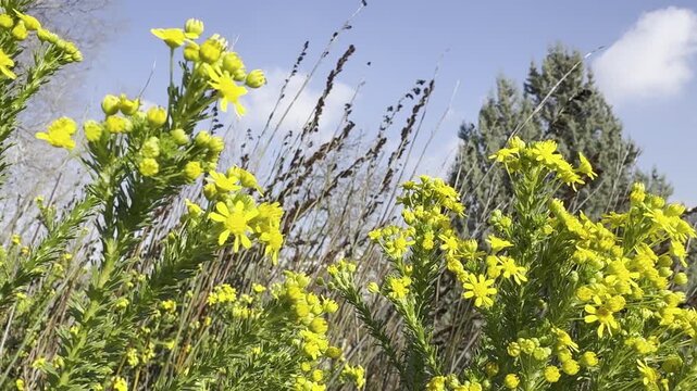Euryops virgineus, Bright yellow daisy-like flowers with multiple petals and prominent central disk florets. The blooms appear in various stages with some fully open and green buds visible, surrounded