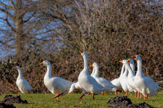 A flock of white features goose in its natural habitat walking on slope green grass field, The Embden or Emden is a large, Hardy German breed of domesticated white goose known for its rapid growth.