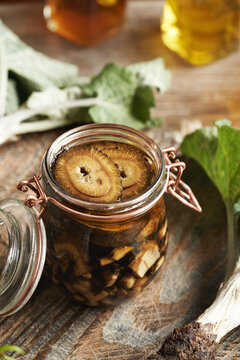 Making homemade herbal tincture from fresh sliced burdock root in a glass jar