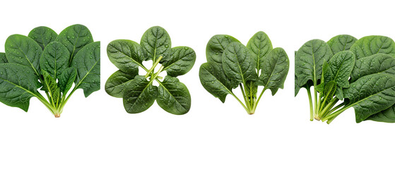 Set of fresh green spinach leaves in various arrangements isolated on a white background.