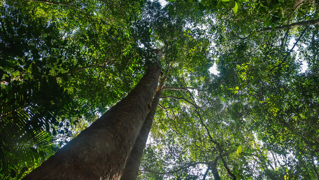 Dendrology. Dipterocarp tropical forests of Malay Peninsula dry hills, Indochina. Sap-trunked (standard) unbranched trees, powerful deciduous crowns, like Chengal tree Neobalanocarpus, Dryobalanops