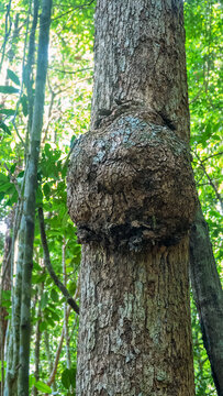 Tropical forest phytopathology. Tree growth, woodknob, burl. Malacca