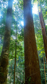 Dendrology. Dipterocarp tropical forests of Malay Peninsula dry hills, Indochina. Sap-trunked (standard) unbranched trees, powerful deciduous crowns, like Chengal tree Neobalanocarpus, Dryobalanops
