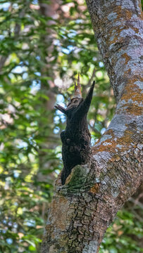 Tropical forest phytopathology. Tree growth, woodknob, burl. Malacca