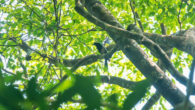 Spangled drongo (Dicrurus bracteatus) in tropical forest of Malay Peninsula. Malaysia.
