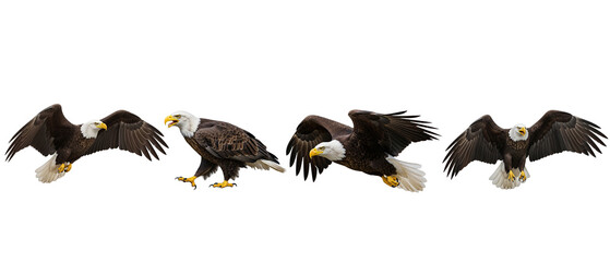 Set of majestic bald eagles in different poses isolated on white background.