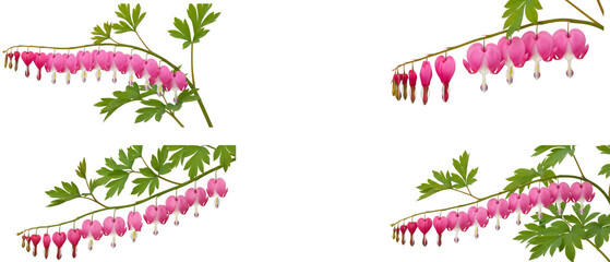 Set of pink bleeding heart flower branches isolated on a white background.