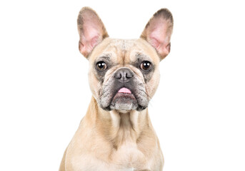 Portrait of a funny fawn French bulldog, closeup, isolated on white background